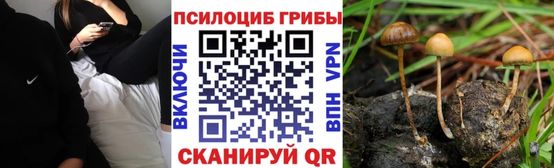 где найти наркотики  Афипский  blacksprut зеркало  Псилоцибиновые грибы Cubensis 